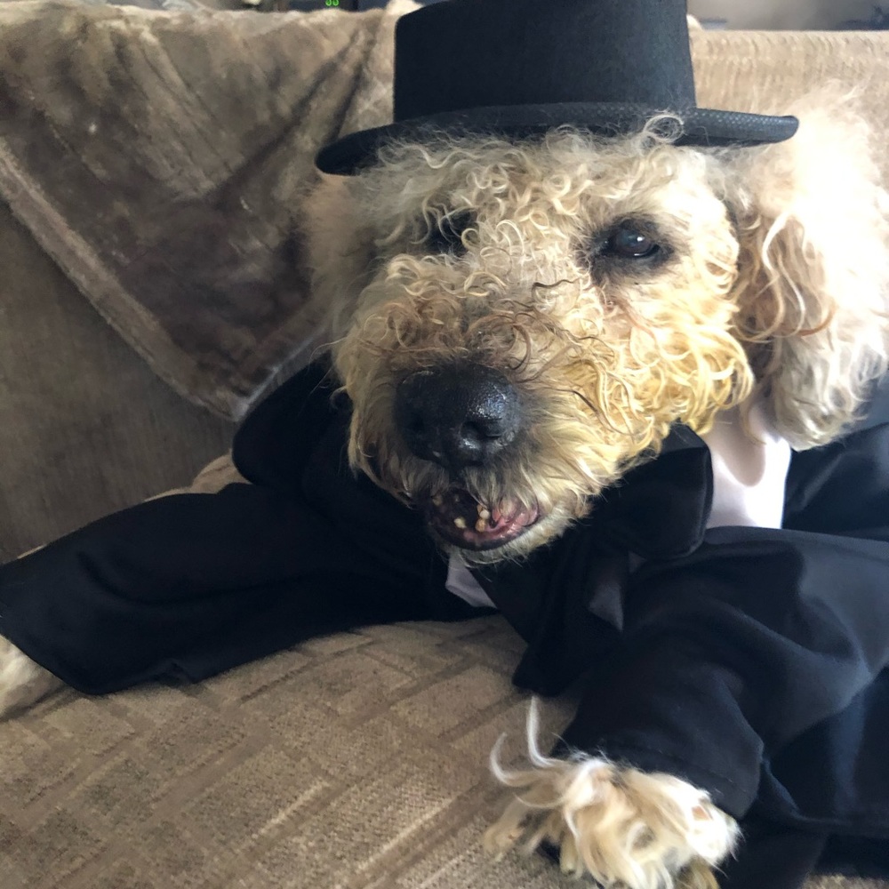 ⭐️Posh Ambassador II ⭐️ - Picture 10 of 16